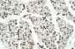PSD3 antibody - middle region